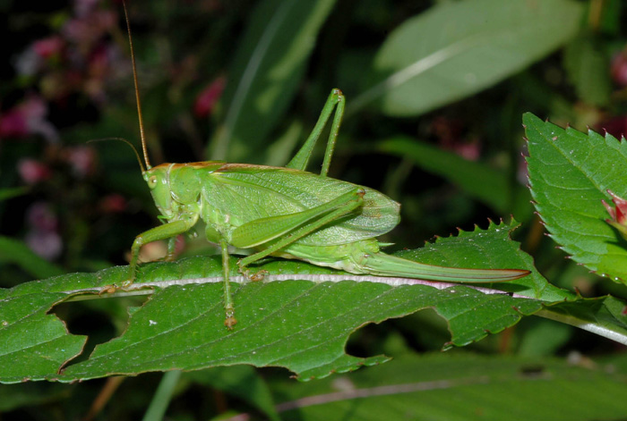 Tettigonia cantans